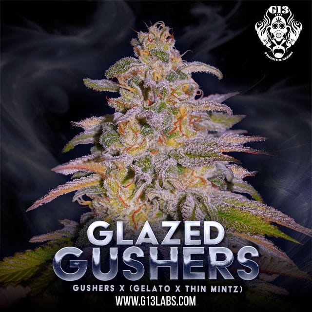 Glazed Gushers Feminized Seeds