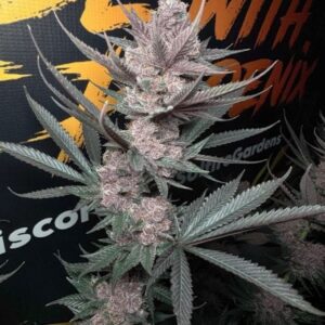 The Pulp Father Feminized Seeds