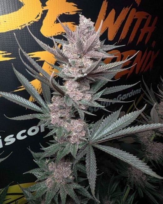 The Pulp Father Feminized Seeds