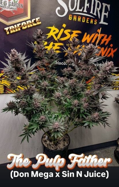 The Pulp Father Feminized Seeds