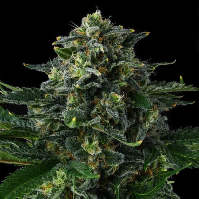Philbo Baggins Feminized Seeds