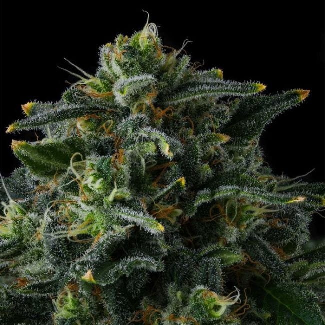 Philbo Baggins Feminized Seeds