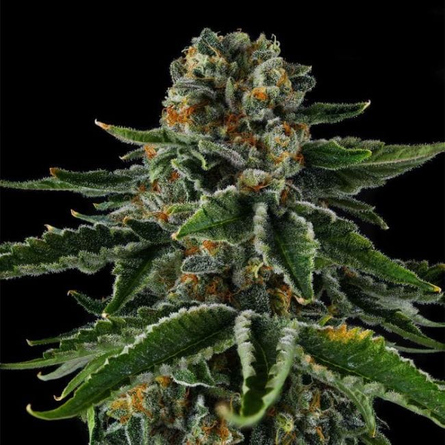 Mr Jones Feminized Seeds