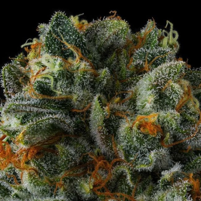 Mr Jones Feminized Seeds