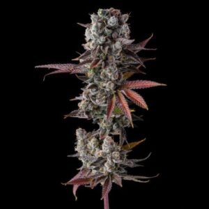 Hawaiian Sunkist Feminized Seeds