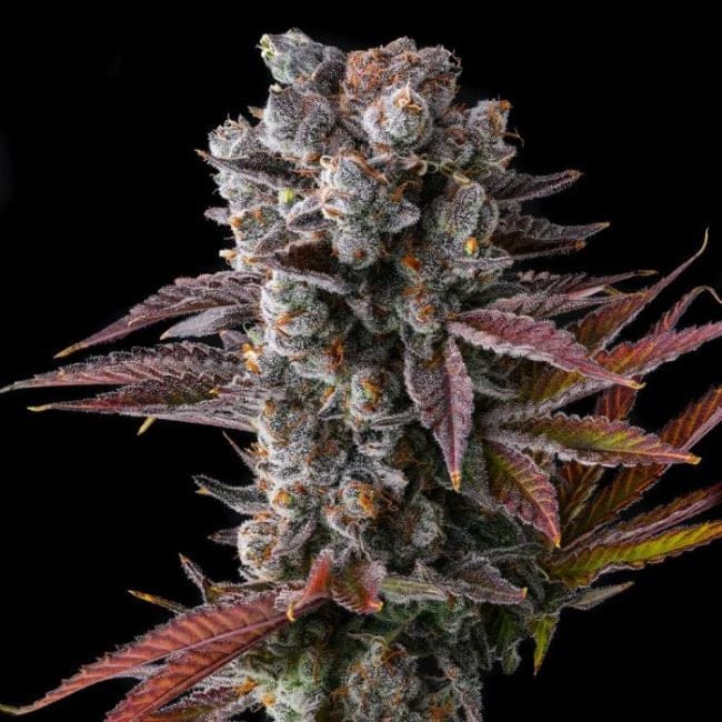 Hawaiian Sunkist Feminized Seeds