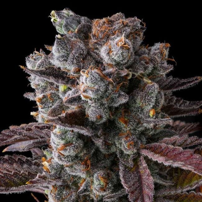 Hawaiian Sunkist Feminized Seeds