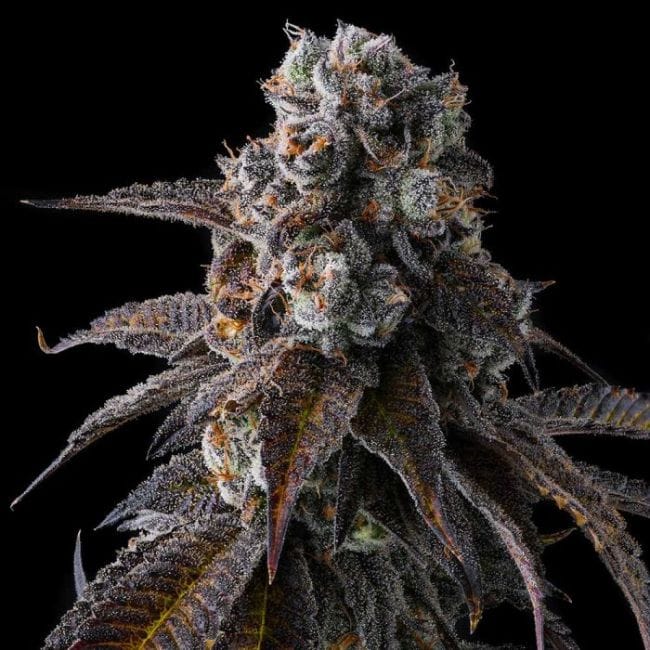 Dulce Dreams Feminized Seeds
