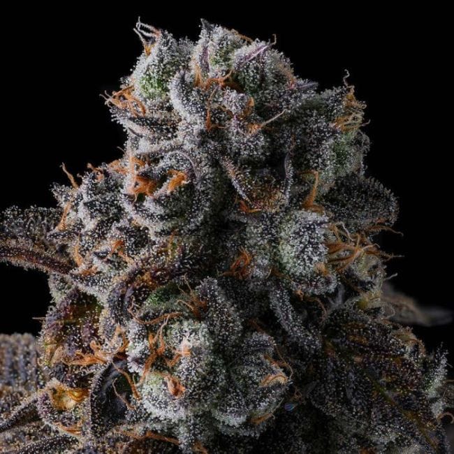 Dulce Dreams Feminized Seeds