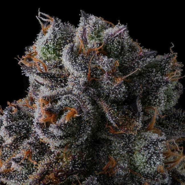 Dulce Dreams Feminized Seeds
