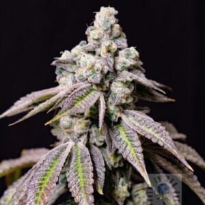 Blueberry Fudge Feminized Seeds