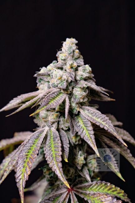 Blueberry Fudge Feminized Seeds