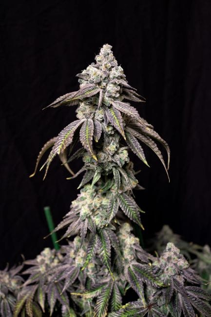 Blueberry Fudge Feminized Seeds