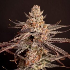 Boardwalk Bubba Feminized Seeds