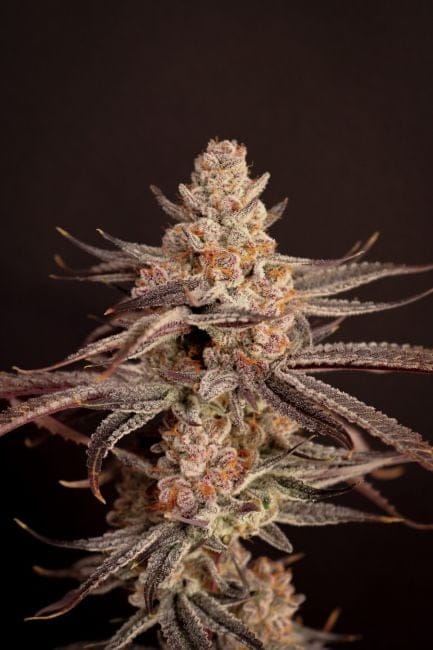 Boardwalk Bubba Feminized Seeds