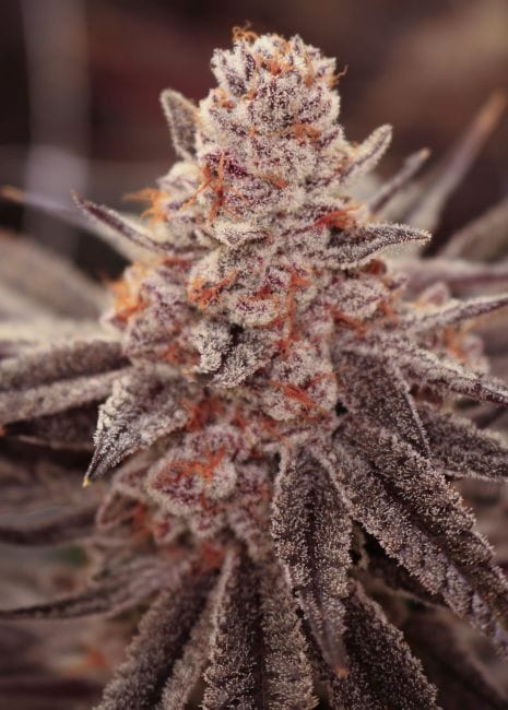 Boardwalk Bubba Feminized Seeds