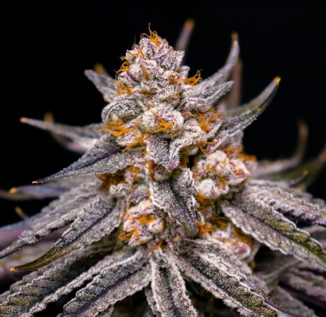 Boardwalk Bubba Feminized Seeds
