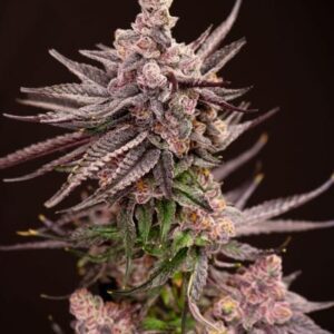 Depth Charge Feminized Seeds