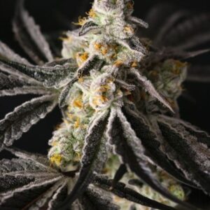 Funky Fuego Feminized Seeds