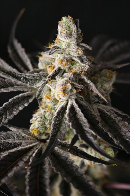 Funky Fuego Feminized Seeds