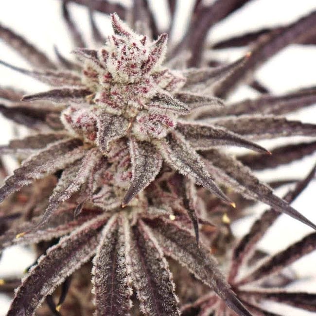Grape Amethyst Feminized Seeds