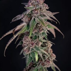 Louisiana Pine Feminized Seeds