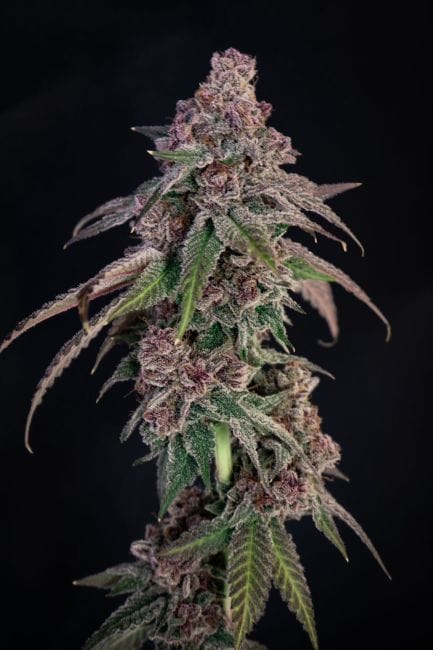 Louisiana Pine Feminized Seeds