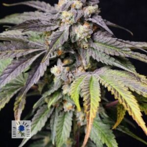 Medianoche Feminized Seeds