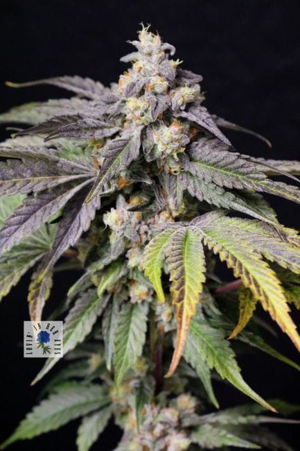 Medianoche Feminized Seeds