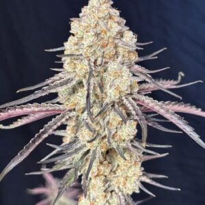 Purple Magnolia Feminized Seeds