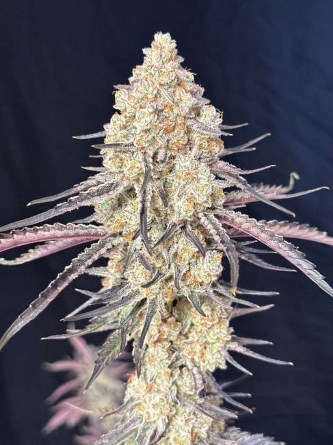 Purple Magnolia Feminized Seeds