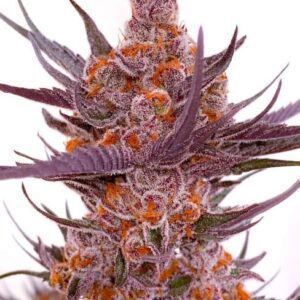 Spanish Moon S1 Feminized Seeds