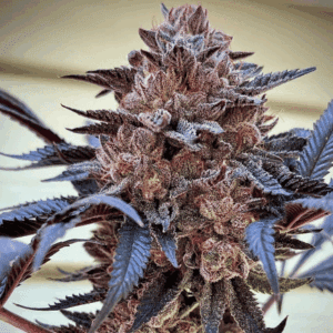 Slush Mint Cake Feminized Seeds