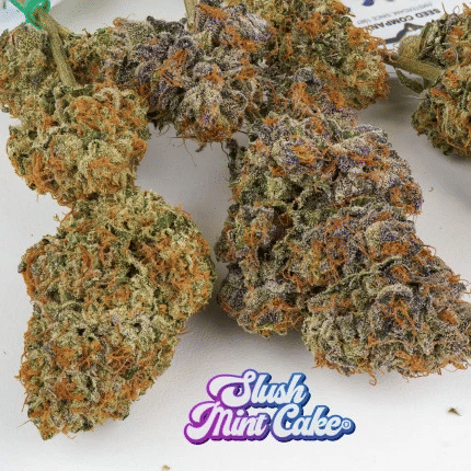 Slush Mint Cake Feminized Seeds