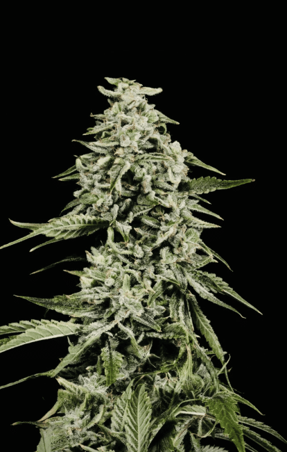 Strawberry Yum Yum Auto Feminized Seeds