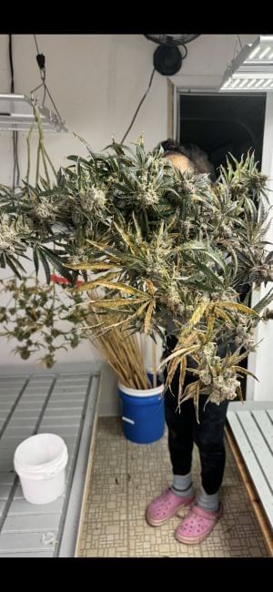 Strawberry Yum Yum Feminized Seeds