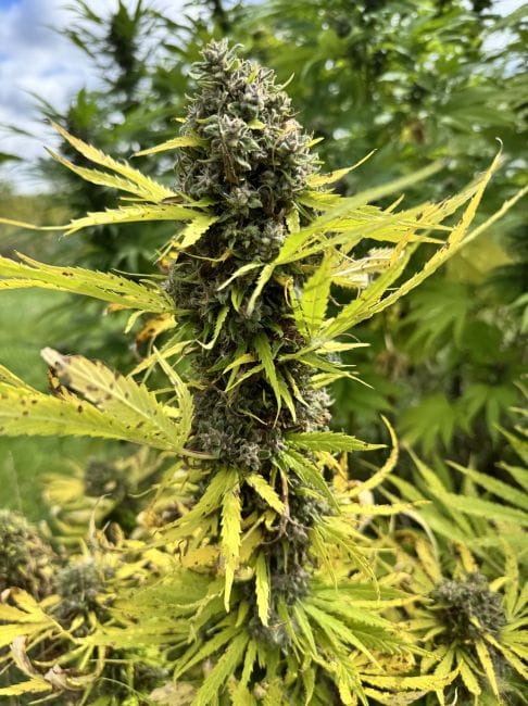 Strawberry Frosty Feminized Seeds