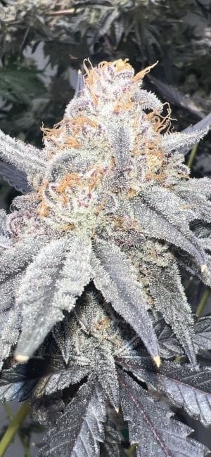 Strawberry Frosty Feminized Seeds