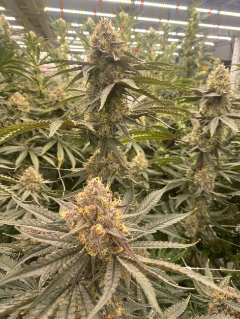Strawberry Canyon Feminized Seeds