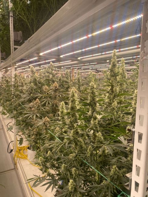 Strawberry Canyon Feminized Seeds