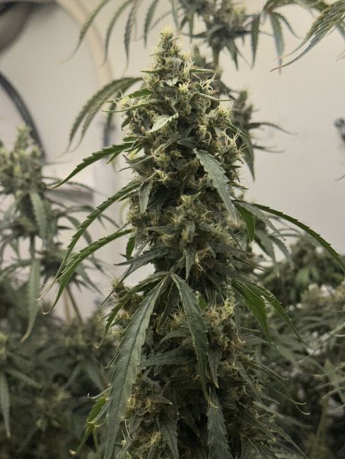Black BubbleGum Haze Feminized Seeds
