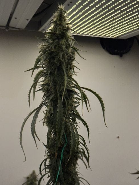 Black BubbleGum Haze Feminized Seeds