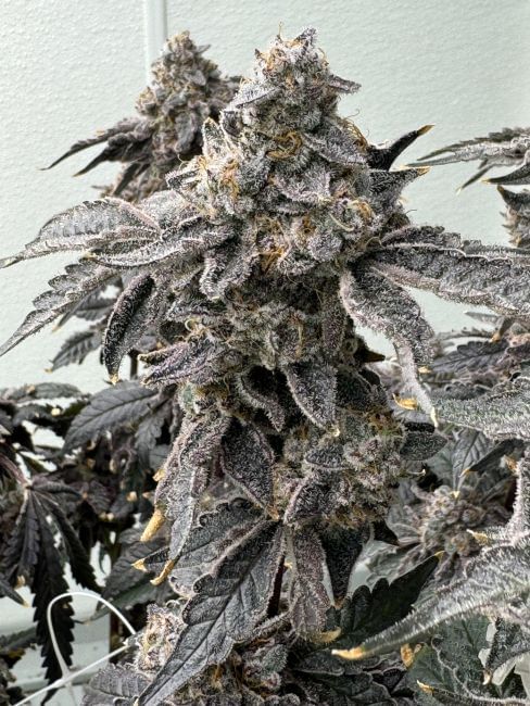 Banana Diesel Feminized Seeds