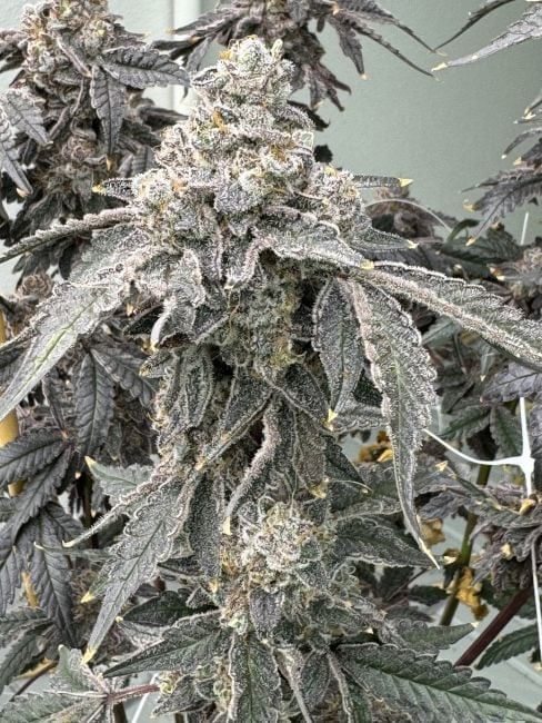 Banana Diesel Feminized Seeds