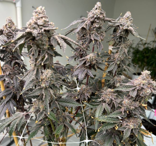 Banana Diesel Feminized Seeds