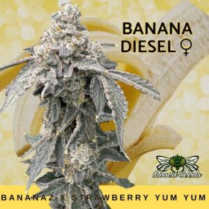 Banana Diesel Feminized Seeds