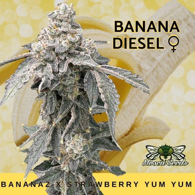 Banana Diesel Feminized Seeds