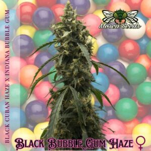 Black BubbleGum Haze Feminized Seeds
