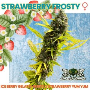 Strawberry Frosty Feminized Seeds