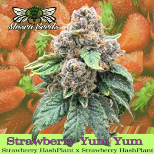 Strawberry Yum Yum Feminized Seeds
